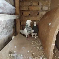 کبوتر طوقی الماسی