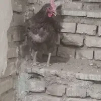 مرغ تخمگذار رسمی