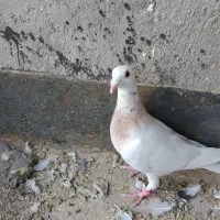 ماده سار