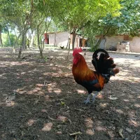گلین لری ،عربی