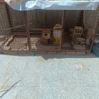 قفس مرغ و کبوتر