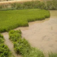 فروش چلتوک برنج