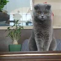 اسکاتیش بلو دوبل فولد شورت هیر ماده