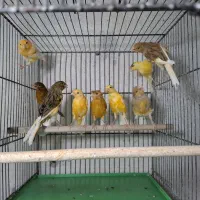 جوجه قناری