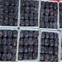 فروش خرما مضافتی