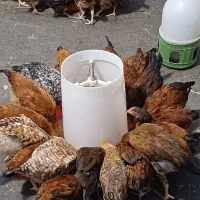 مرغ وخروس خانگی فروشی