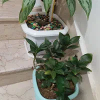 گل طبیعی