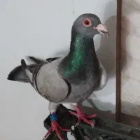 کبوتر پلاکی سبز و زرهی