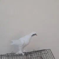 کبوتر سسلی