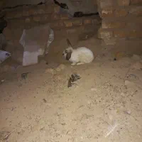 خرگوش نر و ماده