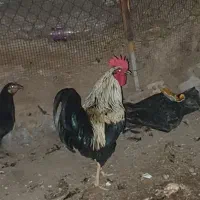 مرغ وخروس