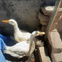 خروس و اردک