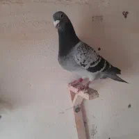 پلاکی