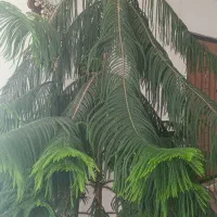 کاج منطبق ارتفاع 270سانت