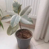 فیکوس