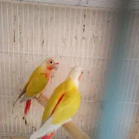جوجه گرین دبل رد