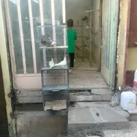 پرنده کبوتر