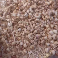 سیر خشک امسال