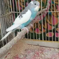 مرغ عشق