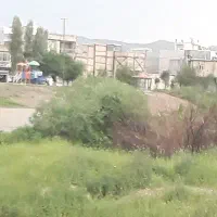 مرغ عشق