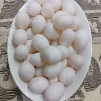 تخم کبوتر