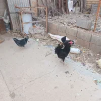 مرغ و خروس گلین