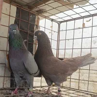 ۲ جفت کبوتر شمرونی عطیقه پرش سنگین