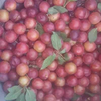 نیلک تازه