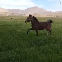 مادیان