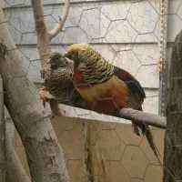 مرغ و خروس تزئینی