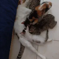 واگذاری تعدادی گربه رایگان