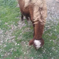 گوسفندفروشی