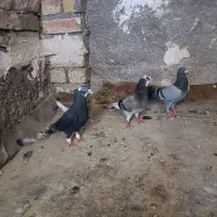 ۳ تا کفتر گرفتی نر