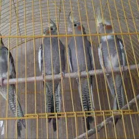 عروس هلندی