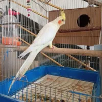 عروس هلندی جفت مولد