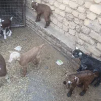 بزغاله سالم