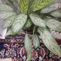 گل و گیاه طبیعی فروشی