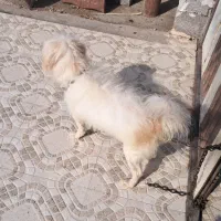 سگ پا کوتاه