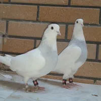 کفتر