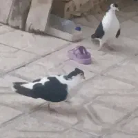 یک‌جفت‌ساده‌کاکلی‌میزون