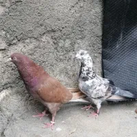 کبوتر انگلیسی