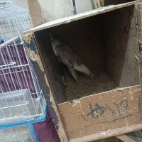 عروس هلندی ماده