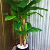 فروش درختچه تک به قیمت عمده از ۱۳۰۰