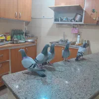 پرنده پلاکی|پرنده|آبادان, |دیوار