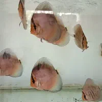 دیسکس