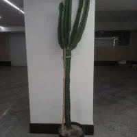 کاکتوس ۲متری