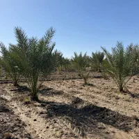 فروش درخت خرما پیارم زیر قیمت سامانه باغ بازار