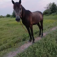 اسب|اسب و تجهیزات اسبسواری|لولمان, |دیوار