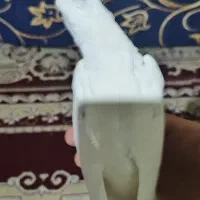 عروس هلندی سخنگو و البینو چشم شرابی