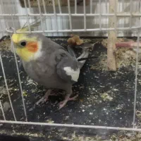عروس هلندی نر دستی پر حرف